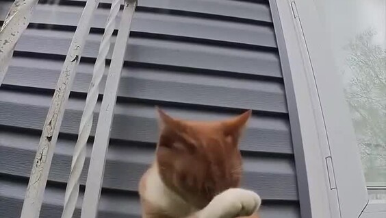 Жизнь кота от первого лица
Жизнь кота от первого лица