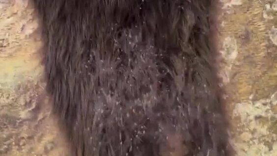 
        Крупная колония сенокосцев    