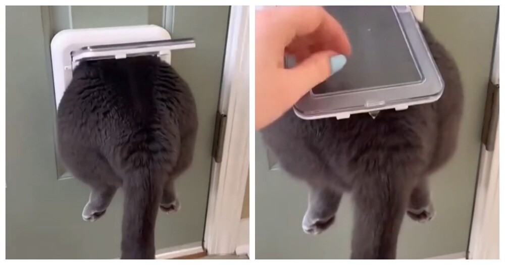 
        Кот&nbsp;зашёл не&nbsp;в&nbsp;ту&nbsp;дверь    