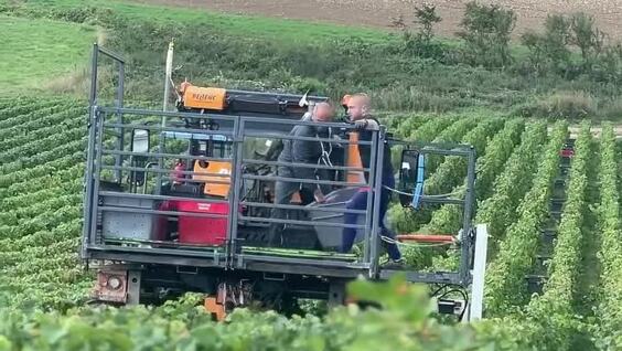 
        Девушка рассказала о&nbsp;сборе урожая винограда в&nbsp;Шампани    