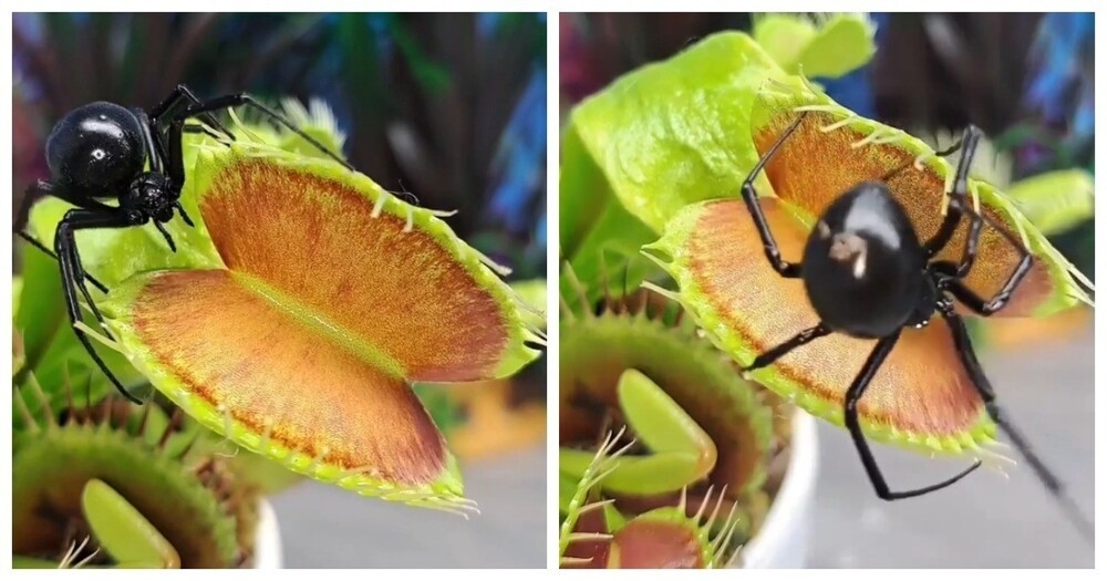 
        Одна роковая встреча    