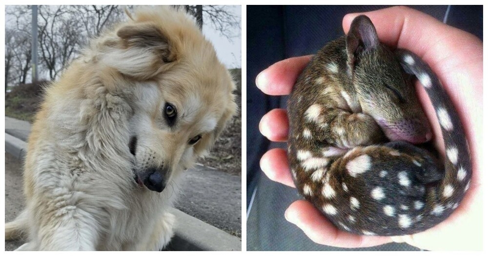 
        30&nbsp;снимков, доказывающих, что&nbsp;мимимишность спасёт мир    