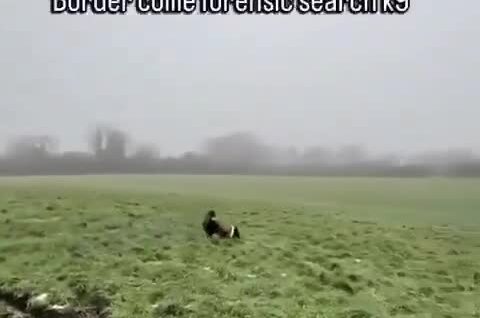 Бордер-колли в действии: как служебная собака находит вещи по запаху
Бордер-колли в действии: как служебная собака находит вещи по запаху