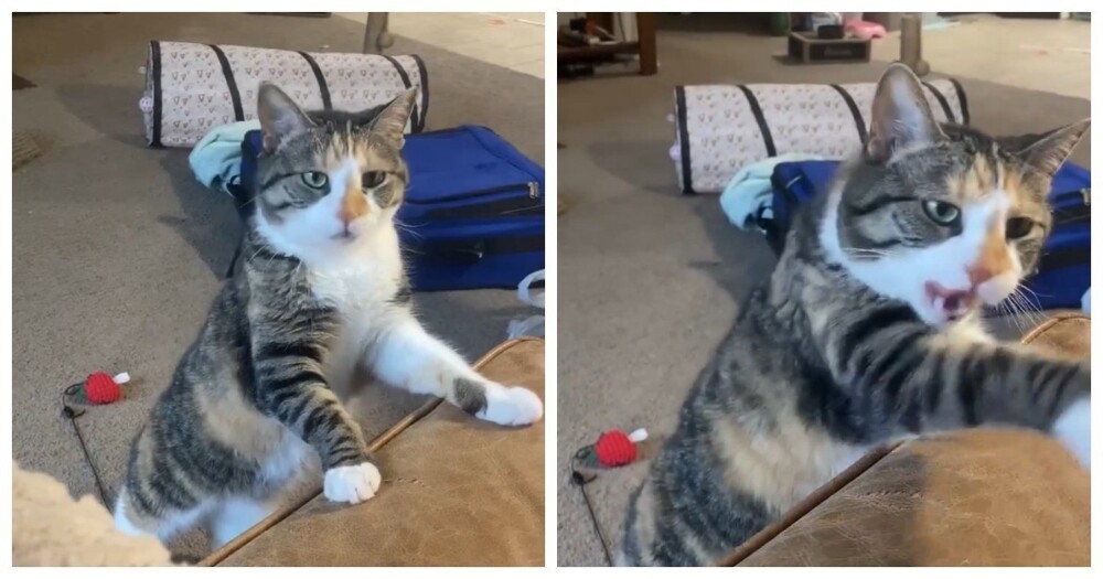 
        Настойчивая кошка    