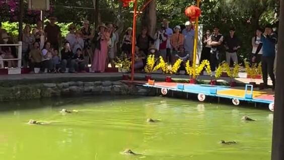 
        Во&nbsp;Вьетнаме вместо скачек устраивают заплывы обезьян    