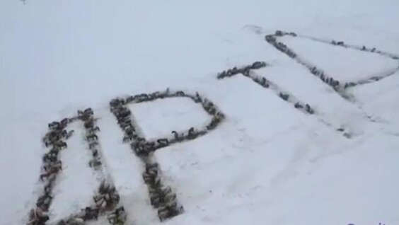 
        Башкирский фермер поздравил женщин с&nbsp;8&nbsp;Марта надписью из&nbsp;1000 лошадей    