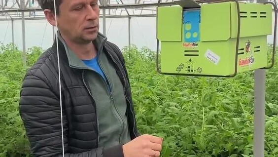 
        Новые шмели в&nbsp;теплице: как&nbsp;насекомые начинают работу и&nbsp;разведку    