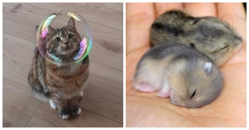 20+ моделей, фотогеничности которых можно только позавидовать
20+ моделей, фотогеничности которых можно только позавидовать