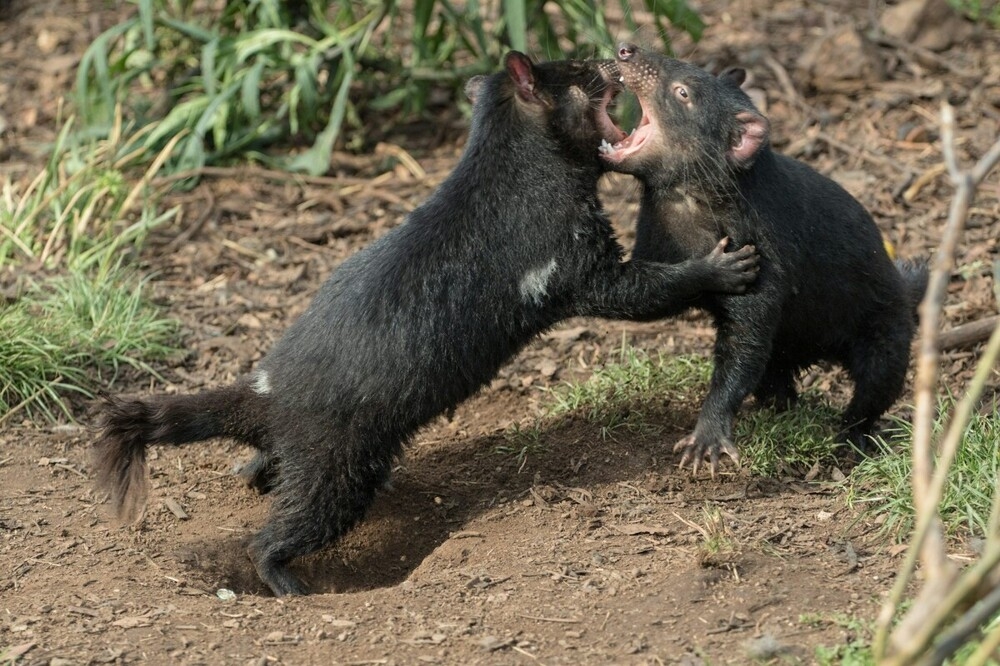 
        Тасманский дьявол: буйный хищник с&nbsp;кучей странностей    