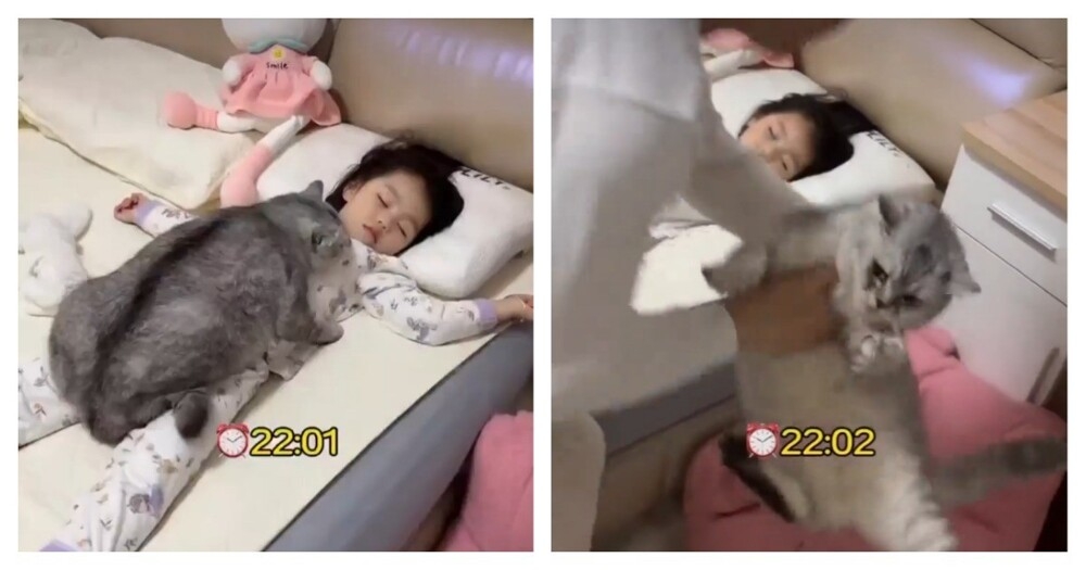 
        Кот&nbsp;добился своего    