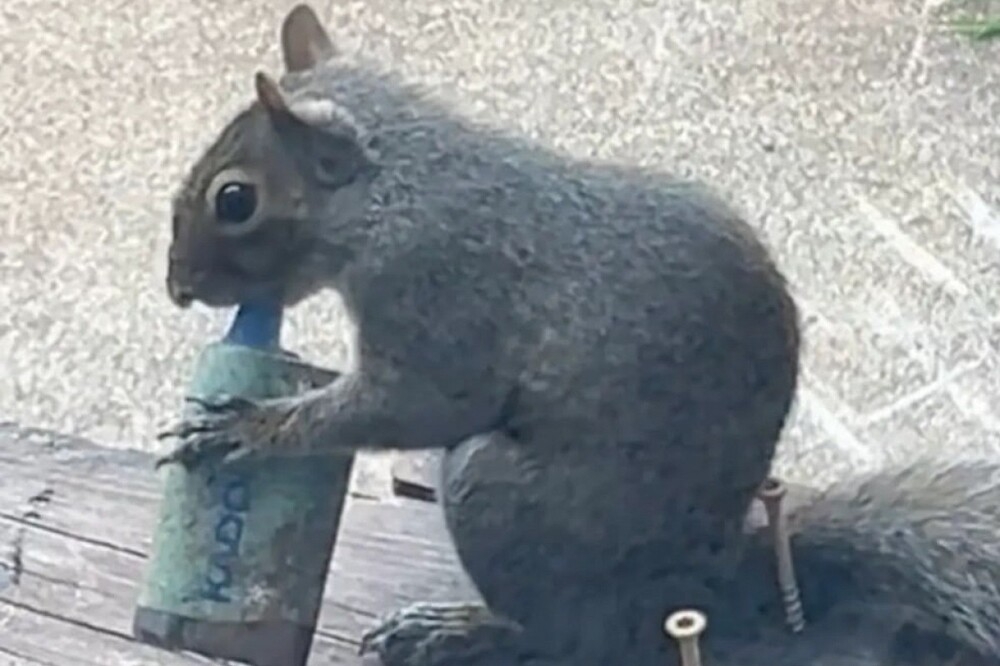 Британские белки подсели на вейпы
Британские белки подсели на вейпы