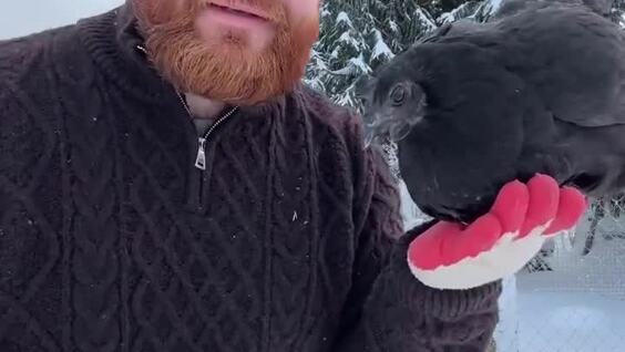 
        Фермер рассказал о&nbsp;своих курочках. Часть 2    