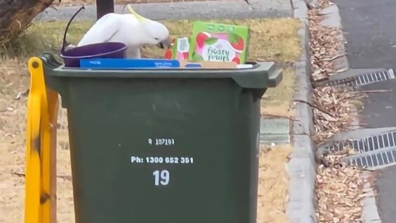 Попугай показал навыки сортировщика мусора
Попугай показал навыки сортировщика мусора