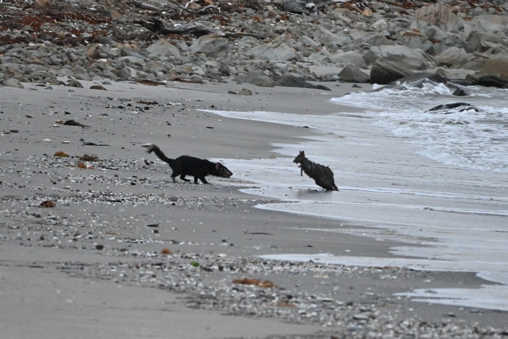 
        Тасманский дьявол: буйный хищник с&nbsp;кучей странностей    