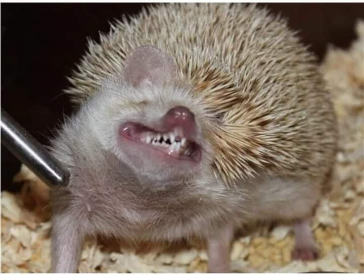 
        Почему сигареты, спирт и&nbsp;духи сводят ежей с&nbsp;ума?    