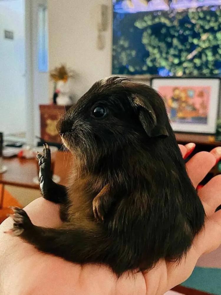 
        30&nbsp;снимков, доказывающих, что&nbsp;мимимишность спасёт мир    