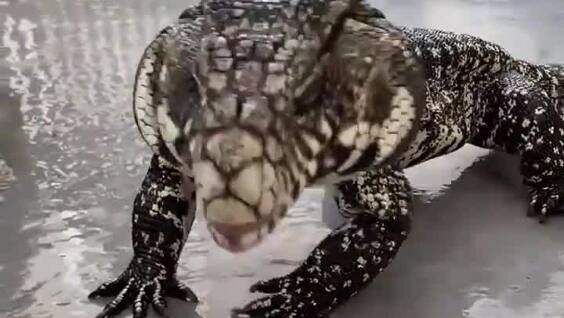 
        Ящерица пытается съесть помидорку    