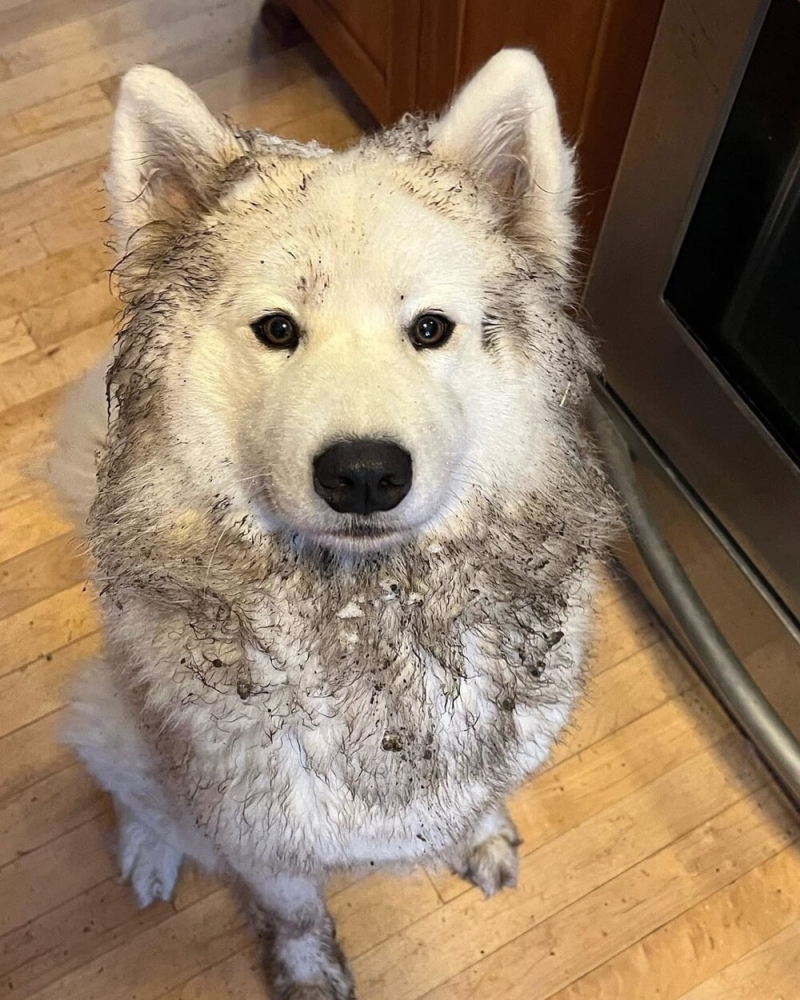 30 очаровательных пакостников, которые знают толк в дизайне и перепланировке
30 очаровательных пакостников, которые знают толк в дизайне и перепланировке