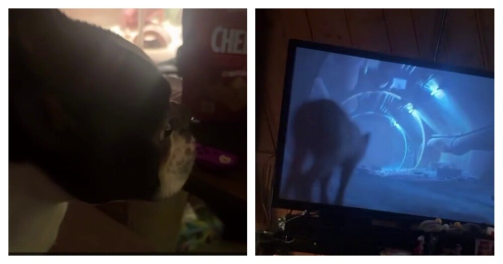 Пёс мешает своей хозяйке играть в Stray
Пёс мешает своей хозяйке играть в Stray