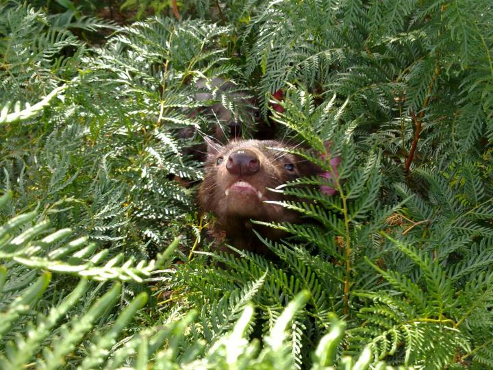 
        Тасманский дьявол: буйный хищник с&nbsp;кучей странностей    