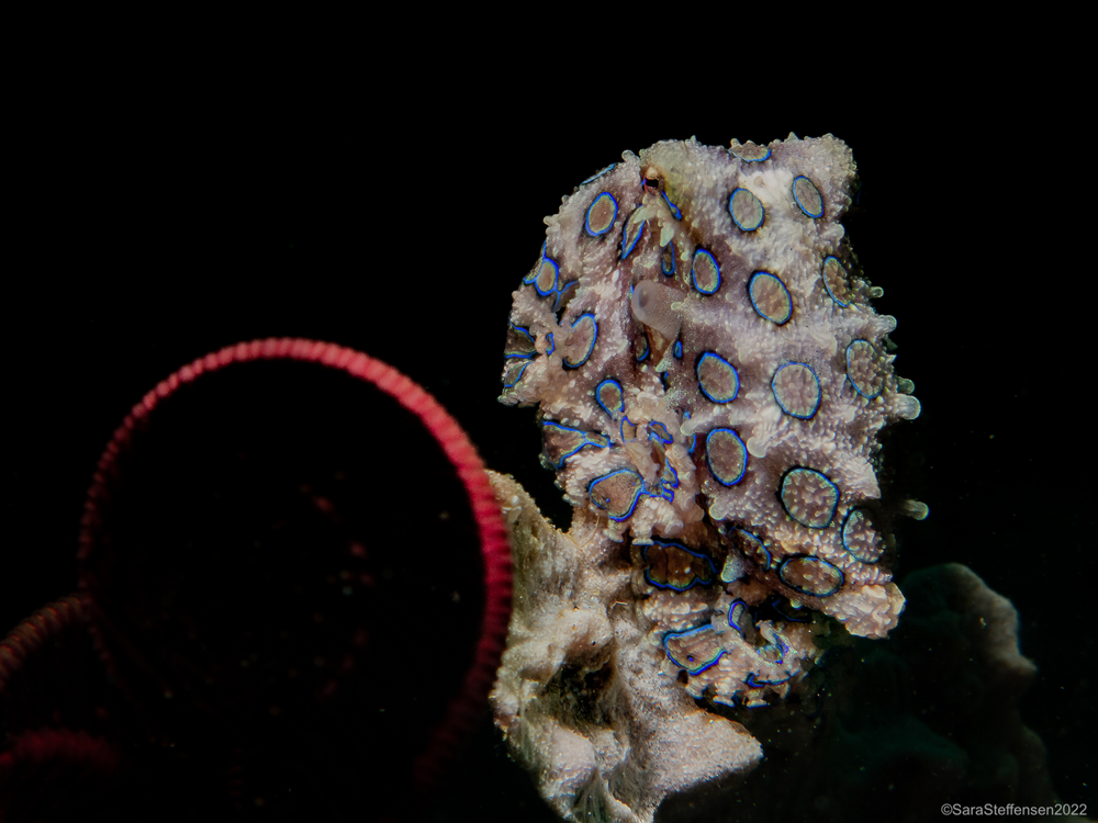 
        Синекольчатый осьминог: его&nbsp;яда&nbsp;хватит на&nbsp;30&nbsp;человек!    