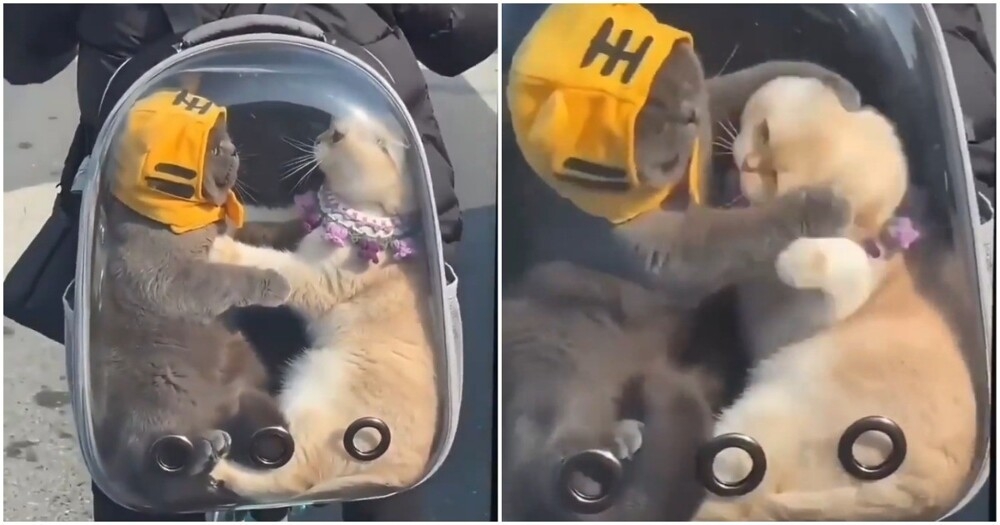 В тесноте, да не в обиде
В тесноте, да не в обиде