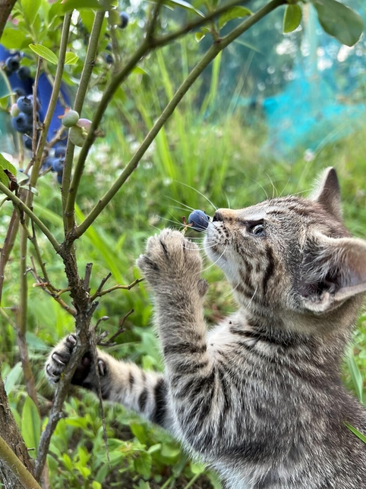 
        30&nbsp;снимков, доказывающих, что&nbsp;мимимишность спасёт мир    
