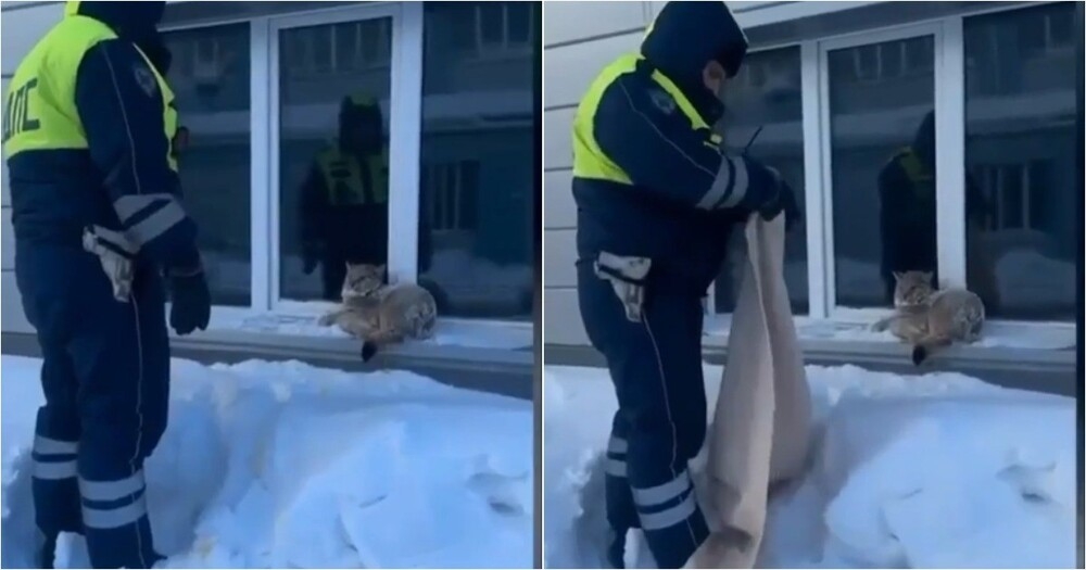 
        Полицейские поймали рысь в&nbsp;городе и&nbsp;вернули в&nbsp;дикую природу    