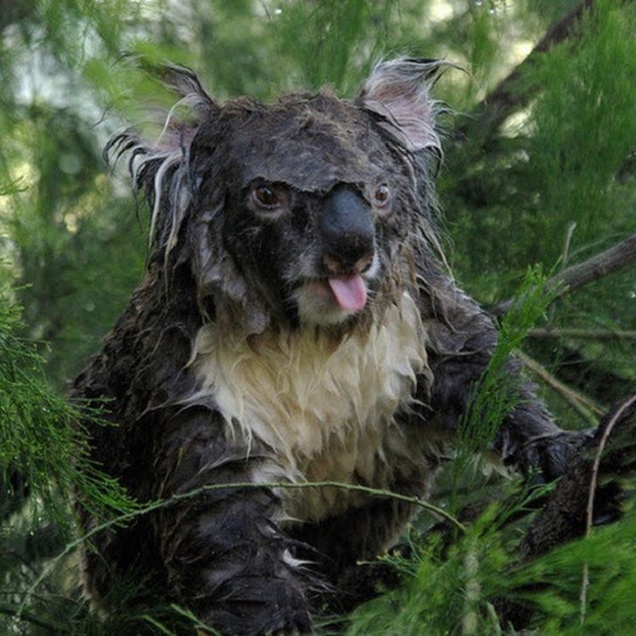 
        Коала: глупость этого зверя запредельна    