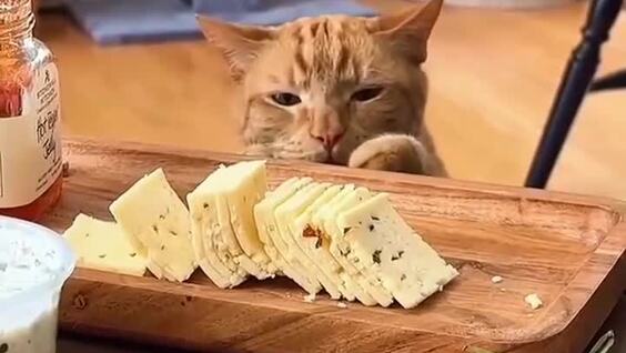 Рыжие пушистые воришки
Рыжие пушистые воришки