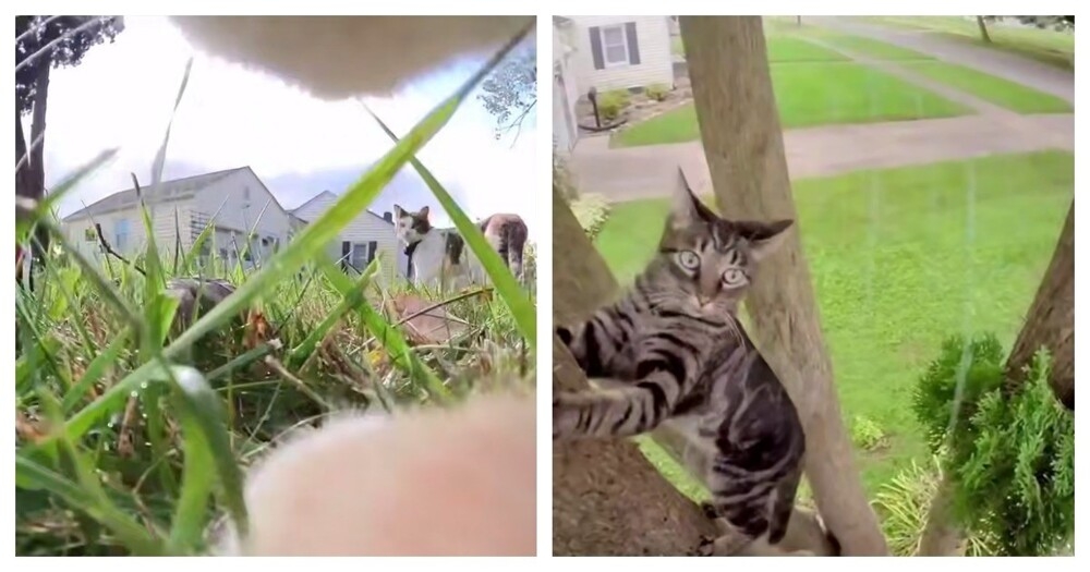 
        Жизнь кота от&nbsp;первого лица    