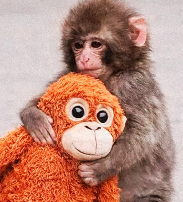 У Панча собираются отнять плюшевую игрушку (5 фото + видео)