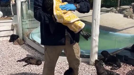 
        Утро детёнышей морских львов    