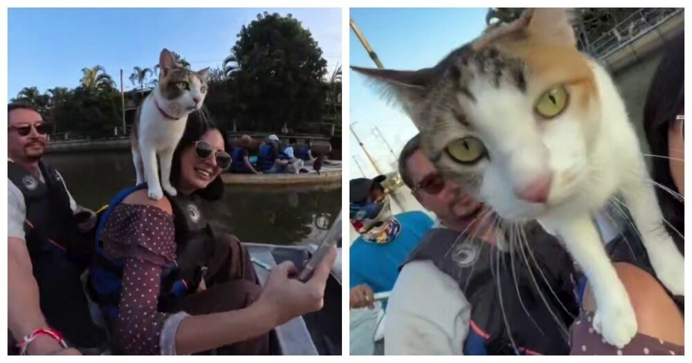 В Бангкоке мужчина катает туристов на лодках с котами
В Бангкоке мужчина катает туристов на лодках с котами