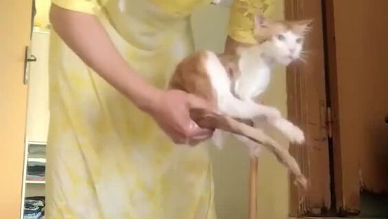 Как выжимать кота после купания
Как выжимать кота после купания