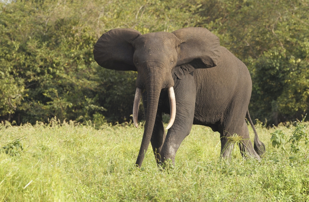 Лесной слон
Лесной слон