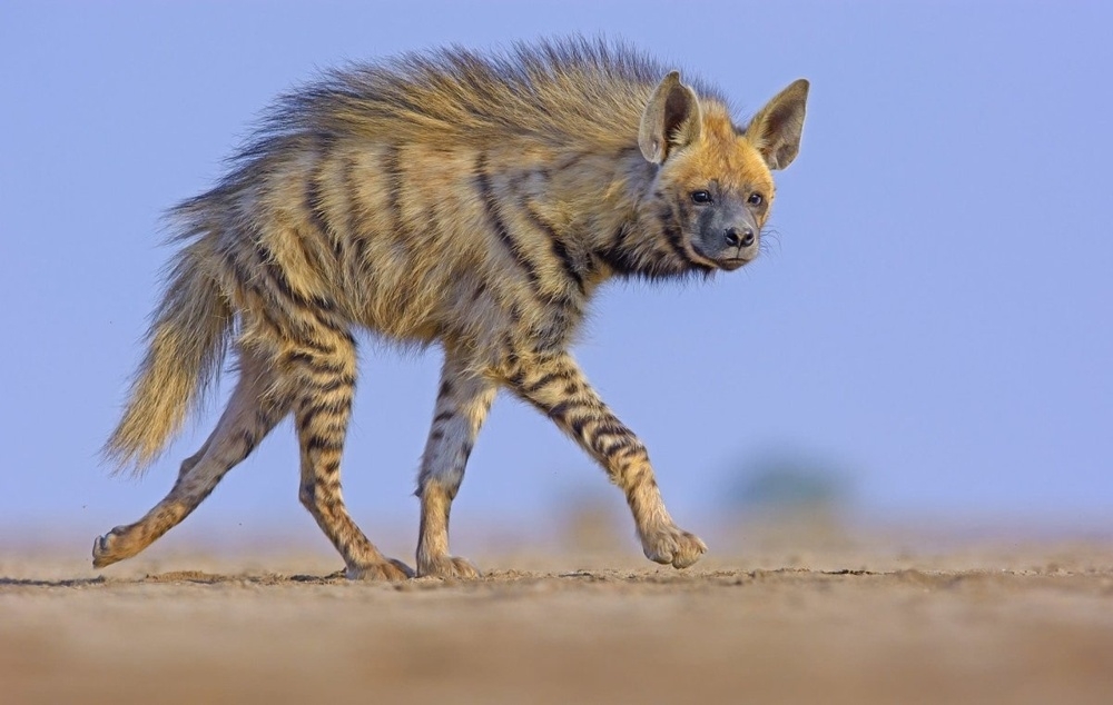 
        9&nbsp;реально странных фотографий дикой природы    