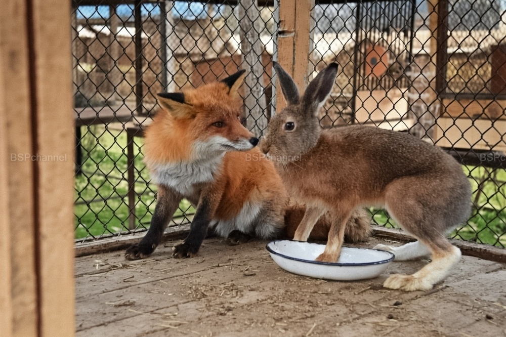 Удивительные и забавные фотографии с животными
Удивительные и забавные фотографии с животными
