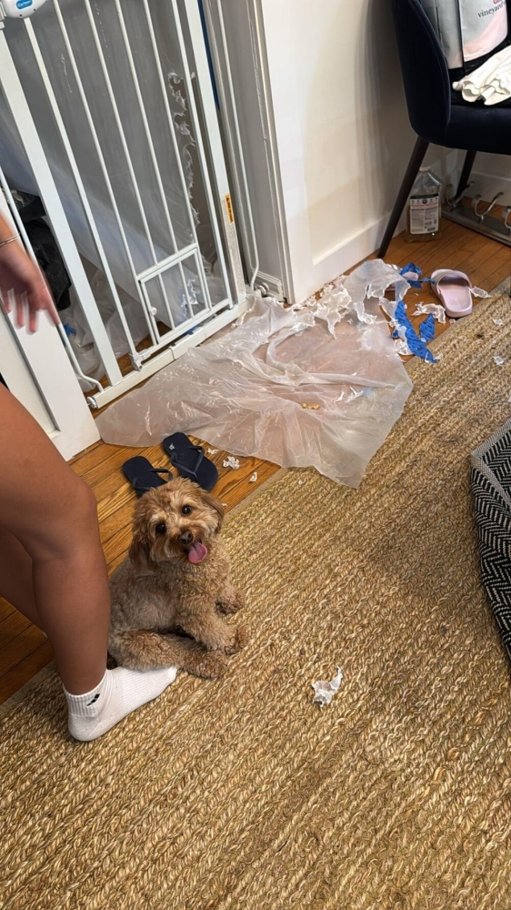 30 очаровательных пакостников, которые знают толк в дизайне и перепланировке
30 очаровательных пакостников, которые знают толк в дизайне и перепланировке