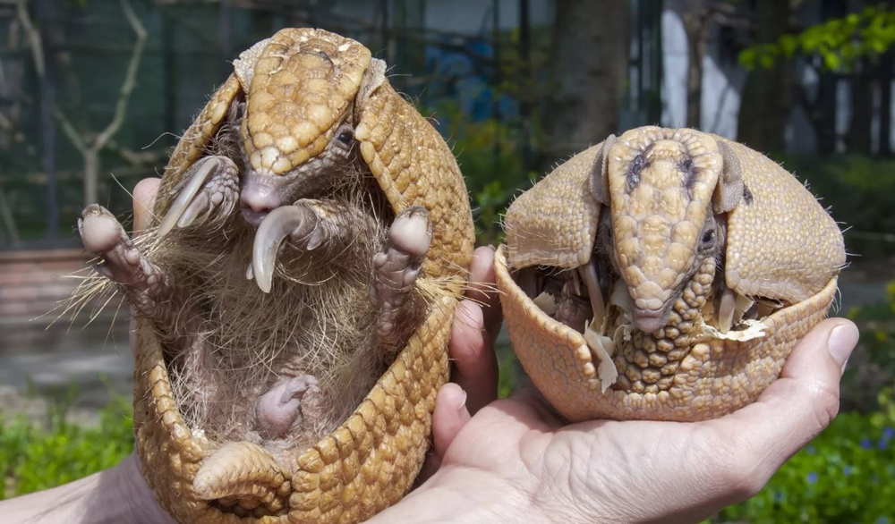 
        Фотографии дикой природы, которые могут удивить любого    