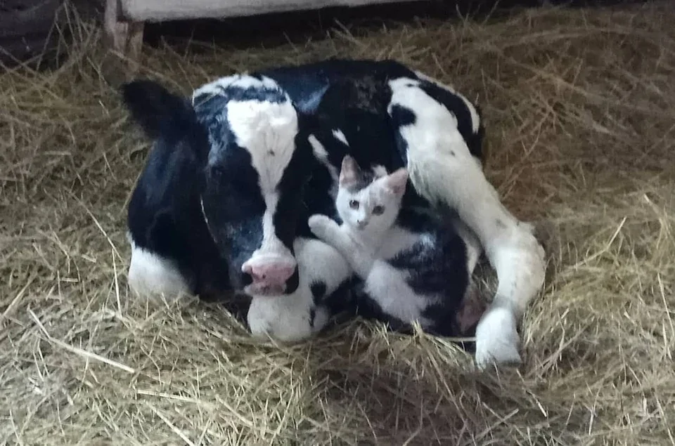 20+ моделей, фотогеничности которых можно только позавидовать
20+ моделей, фотогеничности которых можно только позавидовать