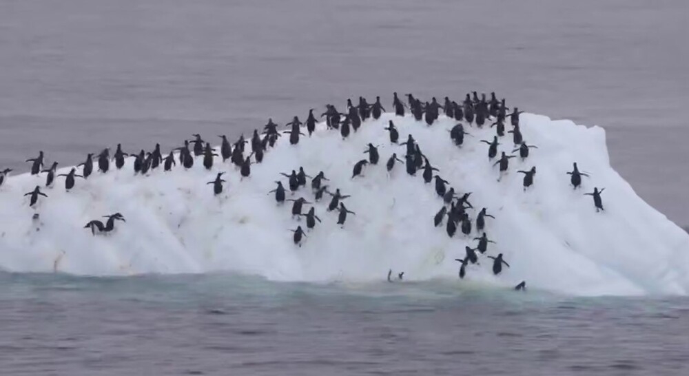 Комичный эпизод из жизни пингвинов
Комичный эпизод из жизни пингвинов
