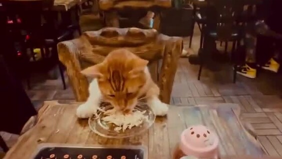 
        В&nbsp;Стамбуле кошки &mdash; полноправные посетители баров и&nbsp;ресторанов    