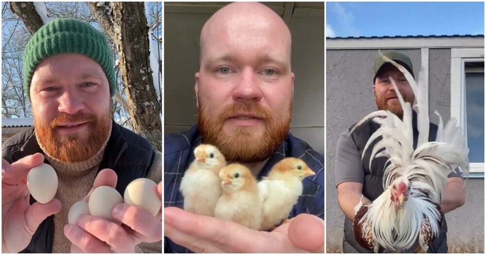 
        Фермер рассказал о&nbsp;своих курочках. Часть 2    