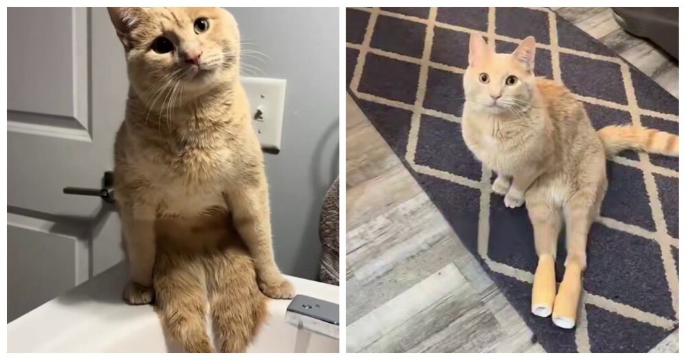 
        Жизнерадостный кот&nbsp;Райдер    