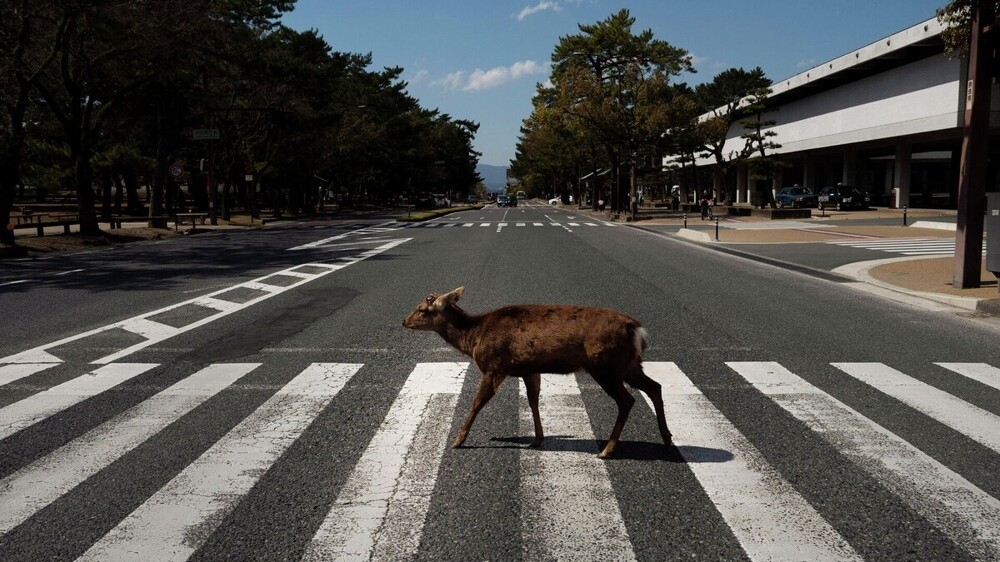 
        Правда ли, что&nbsp;больные животные специально выходят за&nbsp;помощью к&nbsp;людям?    