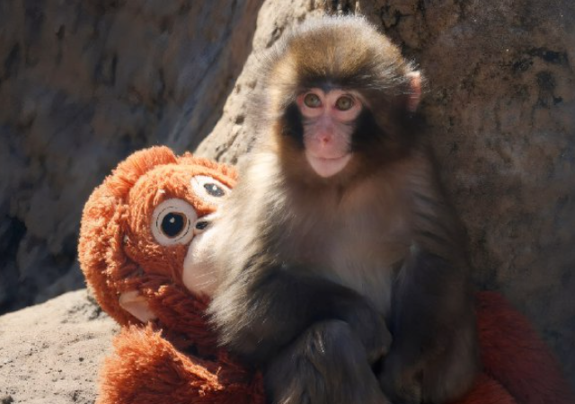 У Панча собираются отнять плюшевую игрушку (5 фото + видео)