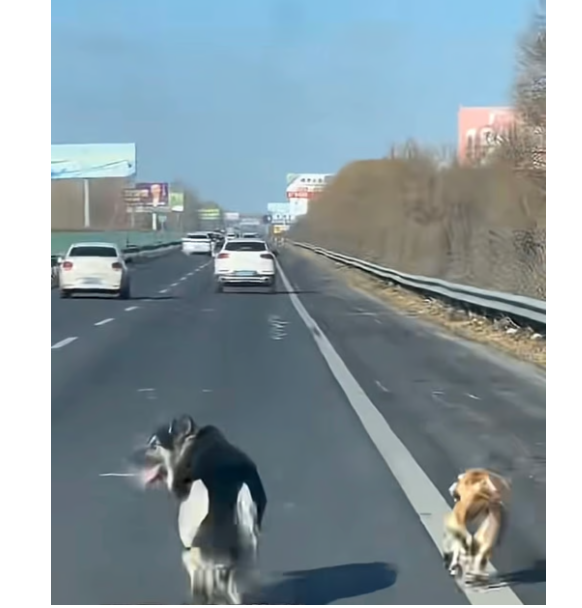 
        Мешки с&nbsp;лапками: дикий способ перевозки собак и&nbsp;кошек китайцами    