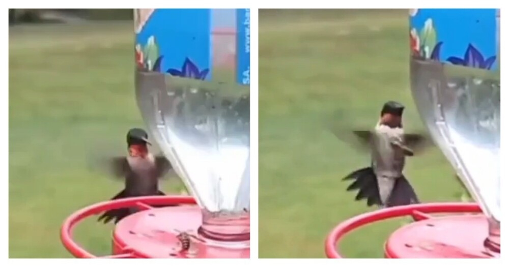 
        Колибри ловко сбросила осу    