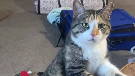 
        Настойчивая кошка    